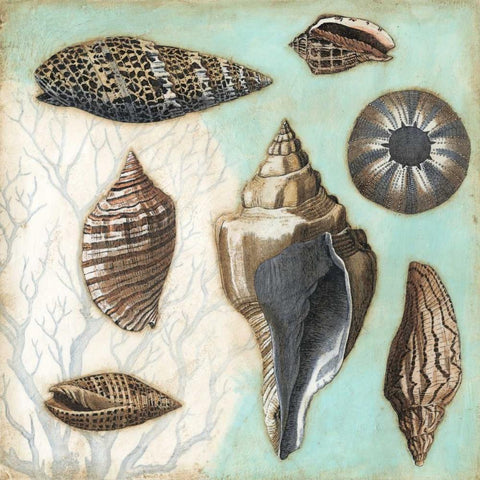 Antique Shell Collage II Black Modern Wood Framed Art Print with Double Matting by Meagher, Megan