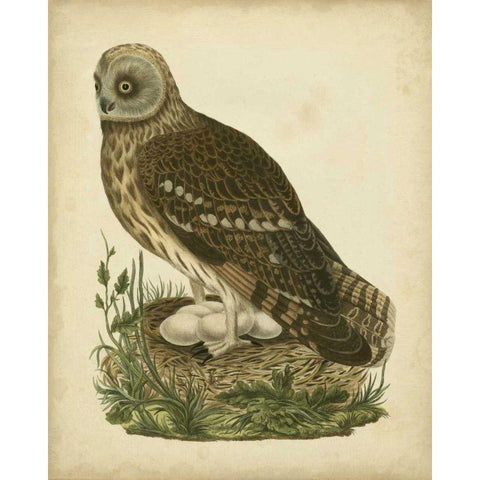 Antique Nozeman Owl I Black Modern Wood Framed Art Print by Nozeman