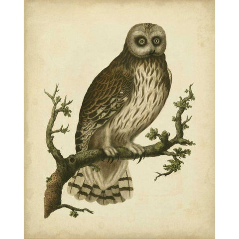 Antique Nozeman Owl II Black Modern Wood Framed Art Print by Nozeman