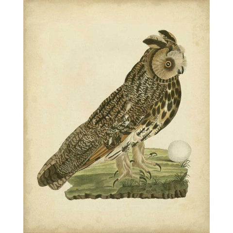 Antique Nozeman Owl III White Modern Wood Framed Art Print by Nozeman