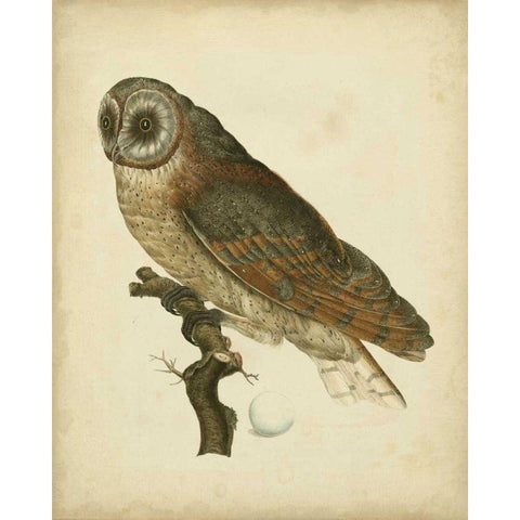 Antique Nozeman Owl IV White Modern Wood Framed Art Print by Nozeman