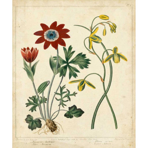 Garden Display II Black Modern Wood Framed Art Print by Edwards, Sydenham