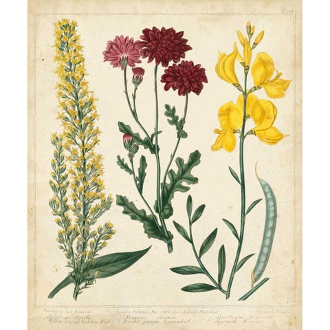 Garden Display III Black Modern Wood Framed Art Print with Double Matting by Edwards, Sydenham