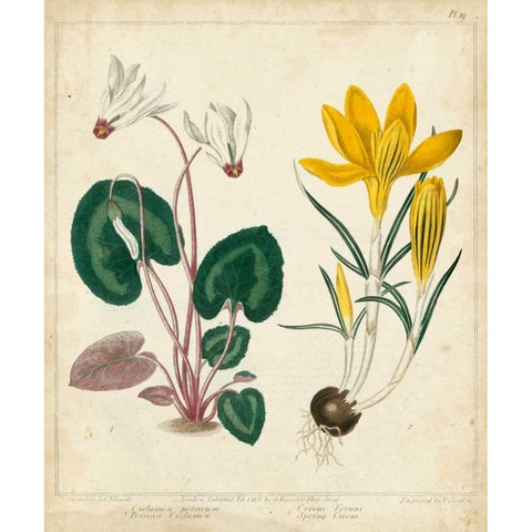 Garden Display IV White Modern Wood Framed Art Print by Edwards, Sydenham