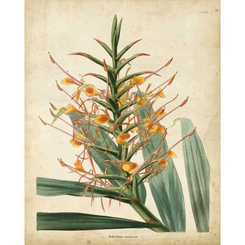 Tropical Delight I Gold Ornate Wood Framed Art Print with Double Matting by Edmonston-Douglas