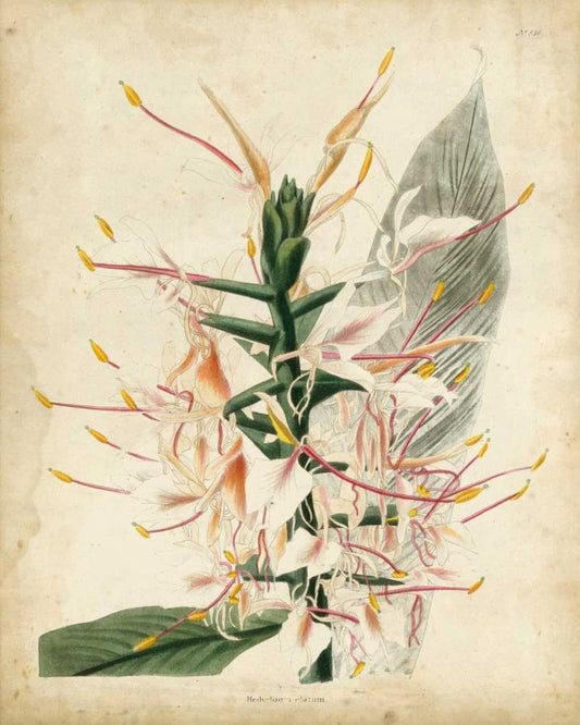 Image Only