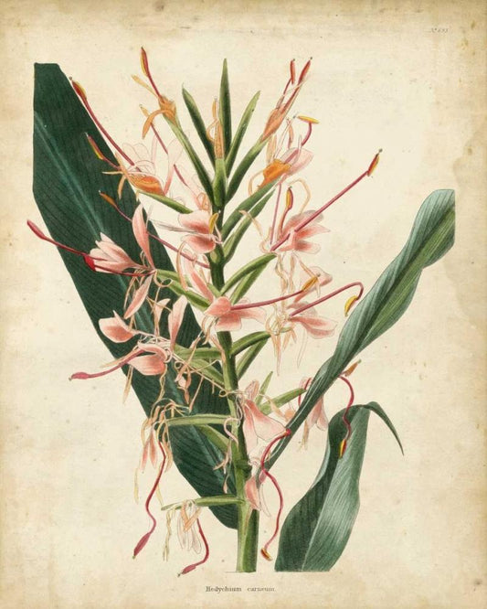 Image Only