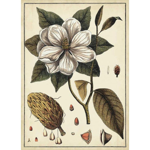 Ivory Botanical Study I White Modern Wood Framed Art Print by Vision Studio