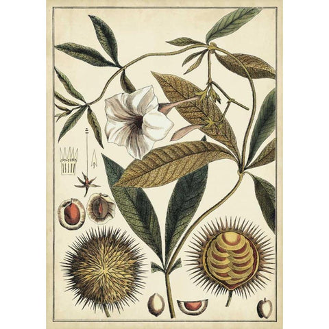 Ivory Botanical Study II White Modern Wood Framed Art Print by Vision Studio