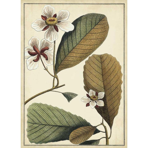 Ivory Botanical Study III Gold Ornate Wood Framed Art Print with Double Matting by Vision Studio