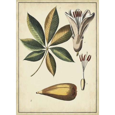 Ivory Botanical Study IV White Modern Wood Framed Art Print by Vision Studio