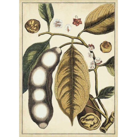 Ivory Botanical Study V Black Modern Wood Framed Art Print with Double Matting by Vision Studio