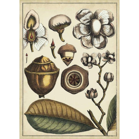 Ivory Botanical Study VI Gold Ornate Wood Framed Art Print with Double Matting by Vision Studio