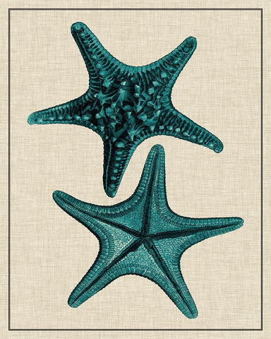 Coastal Starfish II Black Ornate Wood Framed Art Print with Double Matting by Vision Studio