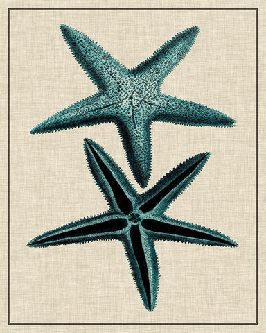 Coastal Starfish III White Modern Wood Framed Art Print with Double Matting by Vision Studio