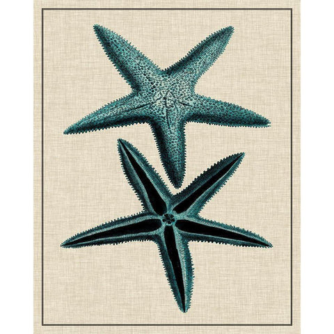 Coastal Starfish III Gold Ornate Wood Framed Art Print with Double Matting by Vision Studio