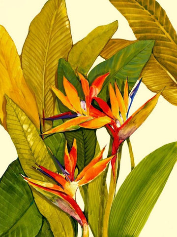 Tropical Bird of Paradise White Modern Wood Framed Art Print with Double Matting by OToole, Tim