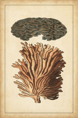 Coral Companion I Black Ornate Wood Framed Art Print with Double Matting by Vision Studio