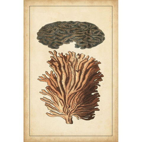 Coral Companion I Gold Ornate Wood Framed Art Print with Double Matting by Vision Studio