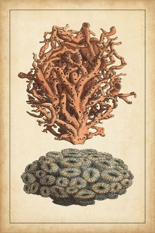 Coral Companion III White Modern Wood Framed Art Print with Double Matting by Vision Studio