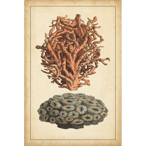 Coral Companion III Black Modern Wood Framed Art Print with Double Matting by Vision Studio