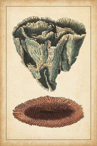 Coral Companion IV Black Ornate Wood Framed Art Print with Double Matting by Vision Studio