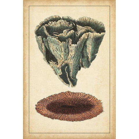 Coral Companion IV Black Modern Wood Framed Art Print with Double Matting by Vision Studio