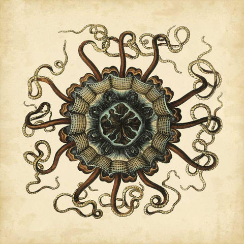 Gems of the Sea I Black Ornate Wood Framed Art Print with Double Matting by Vision Studio