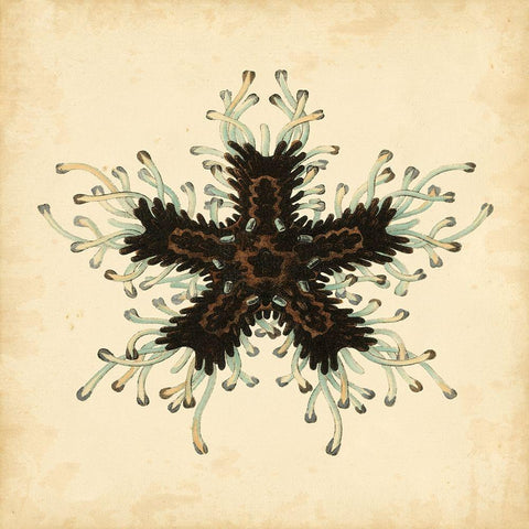 Gems of the Sea III White Modern Wood Framed Art Print with Double Matting by Vision Studio