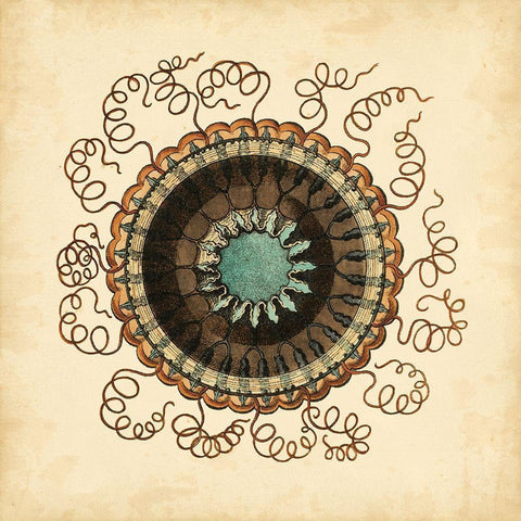 Gems of the Sea IV Black Ornate Wood Framed Art Print with Double Matting by Vision Studio