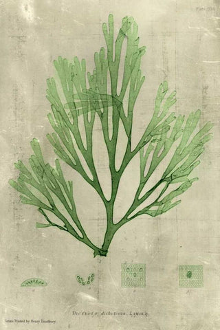 Emerald Seaweed II White Modern Wood Framed Art Print with Double Matting by Unknown