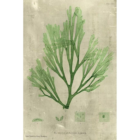 Emerald Seaweed II Black Modern Wood Framed Art Print by Unknown