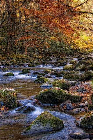 Autumn on Little River White Modern Wood Framed Art Print with Double Matting by Head, Danny