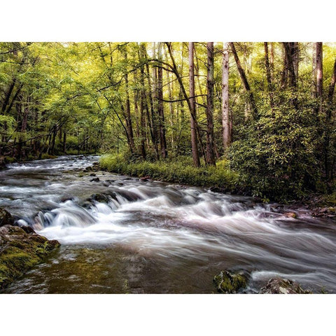 Sunlight on Jakes Creek II Black Modern Wood Framed Art Print with Double Matting by Head, Danny