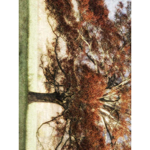 Sunbathed Oak I Gold Ornate Wood Framed Art Print with Double Matting by Head, Danny