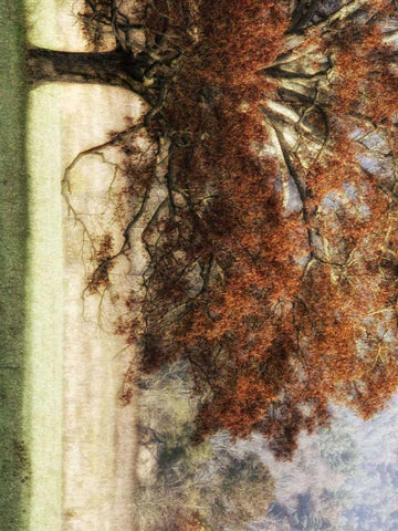 Sunbathed Oak II Black Ornate Wood Framed Art Print with Double Matting by Head, Danny