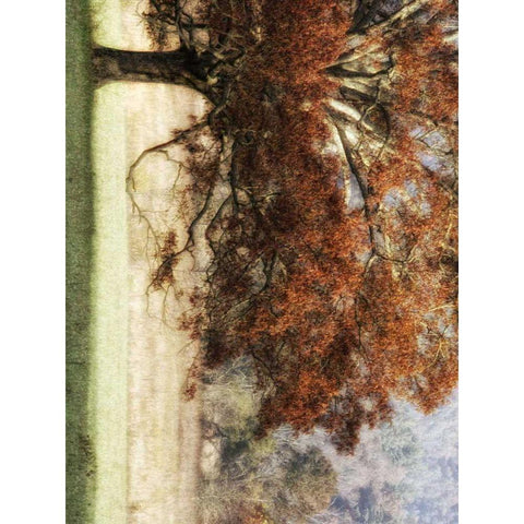 Sunbathed Oak II Gold Ornate Wood Framed Art Print with Double Matting by Head, Danny