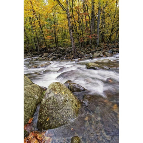 Roaring Waters I White Modern Wood Framed Art Print by Head, Danny