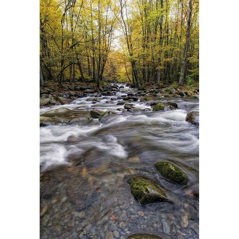 Roaring Waters II Gold Ornate Wood Framed Art Print with Double Matting by Head, Danny