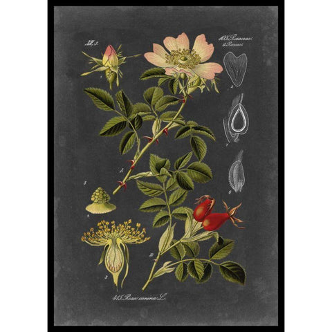 Midnight Botanical I White Modern Wood Framed Art Print by Vision Studio