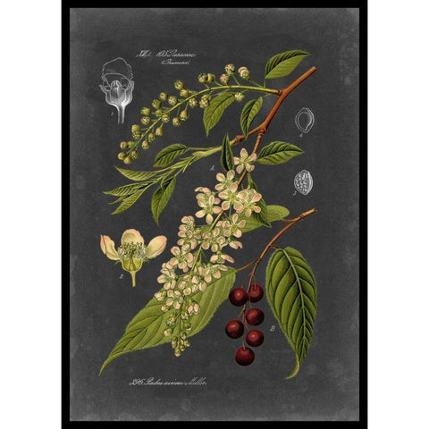 Midnight Botanical II Black Modern Wood Framed Art Print with Double Matting by Vision Studio