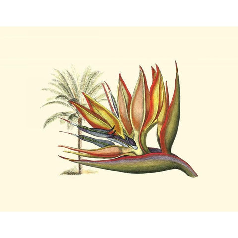 Bird of Paradise I Black Modern Wood Framed Art Print with Double Matting by Edwards, Sydenham
