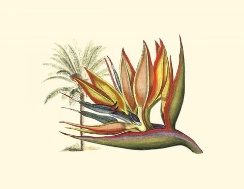 Bird of Paradise I White Modern Wood Framed Art Print with Double Matting by Edwards, Sydenham