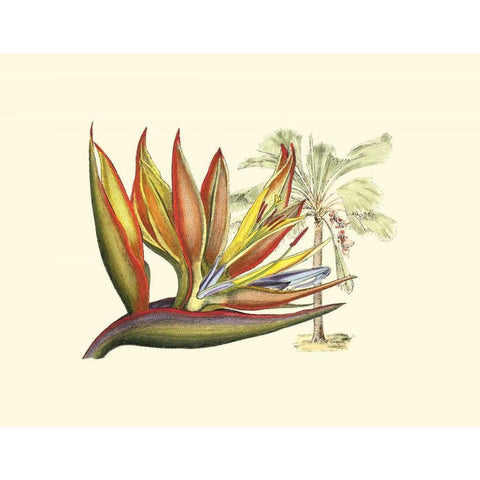Bird of Paradise II Black Modern Wood Framed Art Print with Double Matting by Edwards, Sydenham