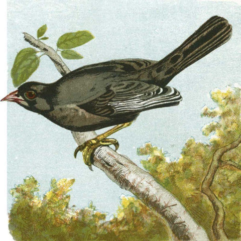 Mini Vintage Birds IV Black Modern Wood Framed Art Print with Double Matting by Unknown