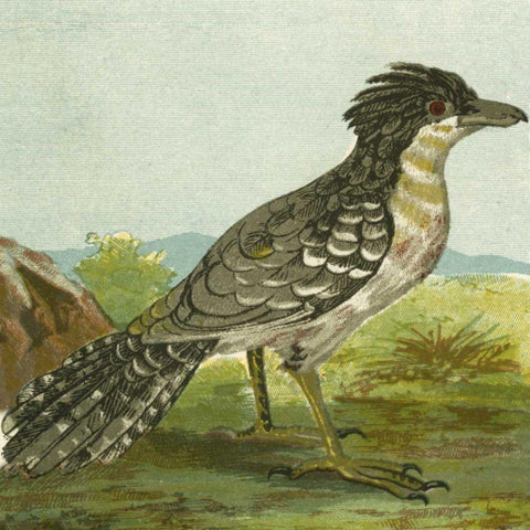 Mini Vintage Birds V Black Ornate Wood Framed Art Print with Double Matting by Unknown