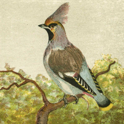 Mini Vintage Birds VIII Gold Ornate Wood Framed Art Print with Double Matting by Unknown