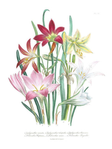 Lily Garden I Black Ornate Wood Framed Art Print with Double Matting by Loudon, Jane