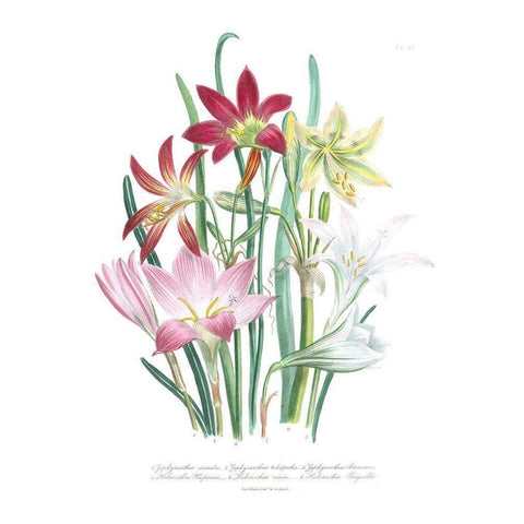 Lily Garden I Gold Ornate Wood Framed Art Print with Double Matting by Loudon, Jane