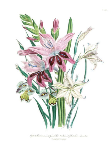 Lily Garden II White Modern Wood Framed Art Print with Double Matting by Loudon, Jane